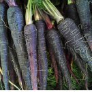 400 Black Nebula Carrot Seeds, NON-GMO, Deep Purple, Antioxidant