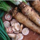 150 Mammoth Sandwich Island Salsify Seeds, NON-GMO, Goatsbeard
