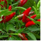 100 Bird's Eye Chili Pepper Seeds | Heirloom Pepper Seeds | NON-GMO Garden Seeds