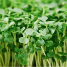 250 Organic Broccoli MICROGREEN Seeds | Heirloom | Non-GMO | Seeds for Sprouting