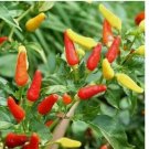 60 Tabasco Pepper Seeds | Heirloom / Non-GMO