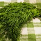 BOUQUET DILL SEEDS NON GMO 250 Seeds