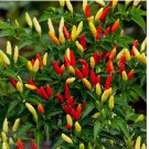 25 TABASCO PEPPER SEEDS ~ heirloomseedguy ~ NON-GMO