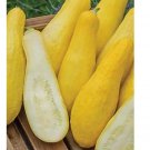 25 Straightneck Squash Seed, Heirloom, NON-GMO, Yellow Squash