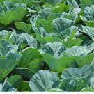 200 Georgia Southern Collard Seeds | Heirloom | non-GMO | Fresh Garden Seeds
