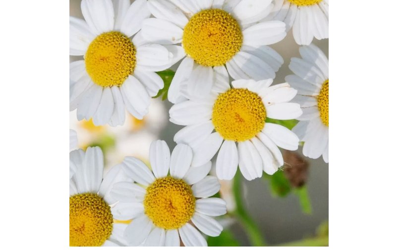 300 German Chamomile Seeds | NON-GMO | Heirloom | Fresh Garden Seeds