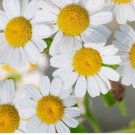 300 German Chamomile Seeds | NON-GMO | Heirloom | Fresh Garden Seeds