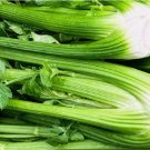 750 Tall Utah Celery Seeds | NON-GMO Celery Seeds | Fresh Heirloom Garden Seeds