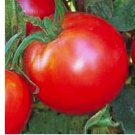 50 Bradley Tomato Seeds | NON-GMO Tomato Seeds | Fresh Heirloom Vegetable Seeds