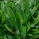 Culantro Seeds 1000+ recao Non-GMO Eryngium Foetidum Tropical Herb