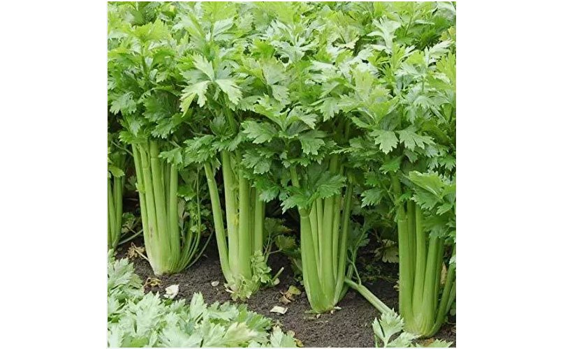 500 Giant Golden Pascal Celery Seeds | Heirloom / Non-GMO