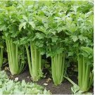 500 Giant Golden Pascal Celery Seeds | Heirloom / Non-GMO 500 Giant Golden Pascal Celery Seeds | Heirloom / Non-GMO