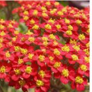 1000 Red Yarrow Seeds | Non-GMO