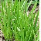 250 Garlic Chives Seeds | NON-GMO Chives Seeds | Fresh Heirloom Garden Seeds