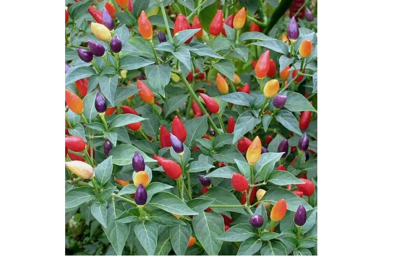 FIRE CRACKER PEPPER SEEDS ~ heirloomseedguy  NON-GMO 20 Seeds