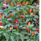 FIRE CRACKER PEPPER SEEDS ~ heirloomseedguy  NON-GMO 20 Seeds