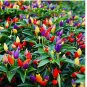 FIRE CRACKER PEPPER SEEDS ~ heirloomseedguy  NON-GMO 20 Seeds