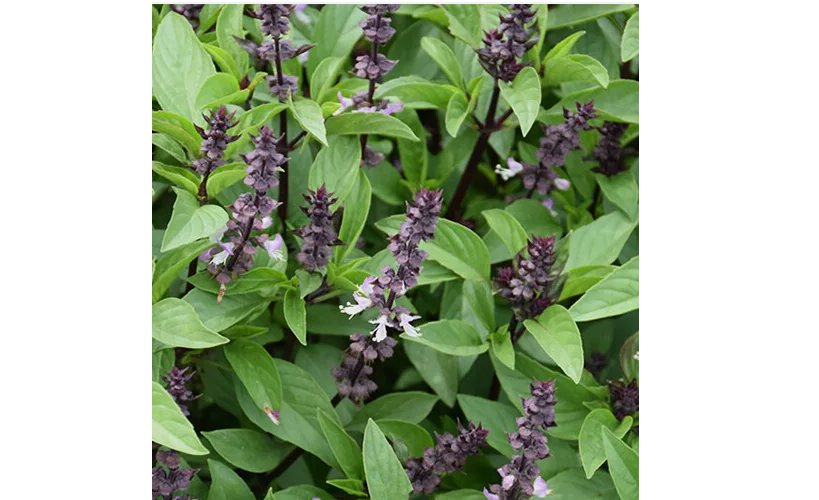 Cinnamon Basil Seeds | Heirloom / Non-GMO 600 Seeds