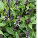 Cinnamon Basil Seeds | Heirloom / Non-GMO 600 Seeds