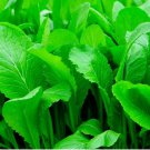 1000 Florida Broadleaf Mustard Seeds | NON-GMO Mustard Seeds | Heirloom Garden Seeds