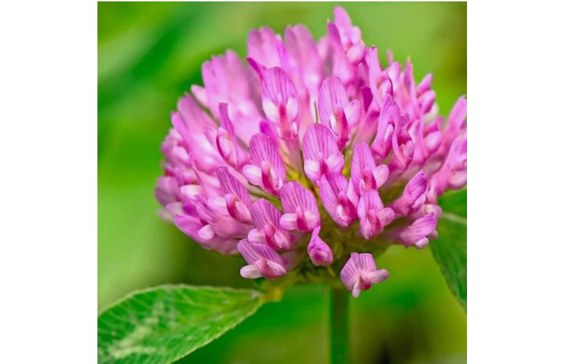 Medium Red Clover Cover Crop Seeds For Planting - NON-GMO Inoculated 1 oz