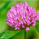 Medium Red Clover Cover Crop Seeds For Planting - NON-GMO Inoculated 1 oz