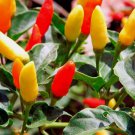 Tabasco Pepper Seeds, HOT CHILI PEPPER, NON-GMO 60 Seeds