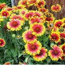 INDIAN BLANKET SEEDS NON GMO HEIRLOOM FIREWHEEL 300 Seeds