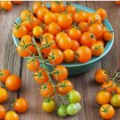 10 Sungold Tomato Seeds / Sun Gold Tomato Seeds (F1) | Non-GMO