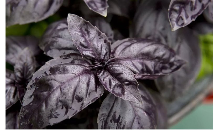 500 Dark Opal Basil Seeds, NON-GMO, Purple Basil