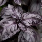 500 Dark Opal Basil Seeds, NON-GMO, Purple Basil