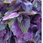 500 Dark Opal Basil Seeds, NON-GMO, Purple Basil