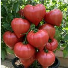 75 RARE GIANT OXHEART TOMATO SEEDS HUGE TASTY  NON-GMO HEIRLOOM