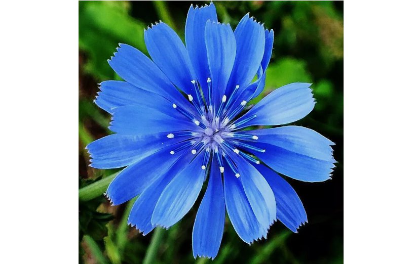 600 Chicory Seeds | Non-GMO