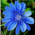 600 Chicory Seeds | Non-GMO