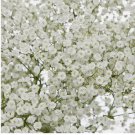 600 Baby's Breath Seeds | Non-GMO