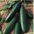 20 Diva Cucumber Seeds (Hybrid) | AAS Winner | Non-GMO