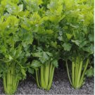 2000 Celery Seeds - Tall Utah - HEIRLOOM NON-GMO, Garden Vegetable Seeds USA 2000 Celery Seeds - Tall Utah - HEIRLOOM NON-GMO, Garden Vegetable Seeds USA
