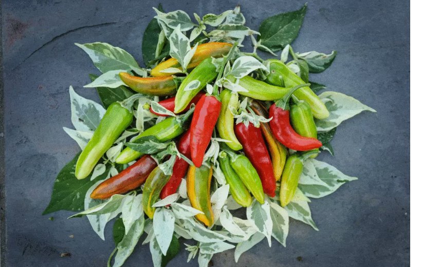 20 FISH PEPPER SEEDS  NON-GMO