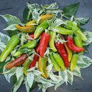 20 FISH PEPPER SEEDS  NON-GMO