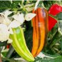 20 FISH PEPPER SEEDS  NON-GMO