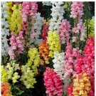 10 Magic Carpet Mix Snapdragon Seeds | Non-GMO