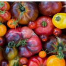 250 Rainbow Beefsteak Tomato Seeds | Heirloom | Non-GMO | Fresh Garden Seeds