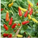 150 Tabasco Pepper Seeds | Heirloom / Non-GMO