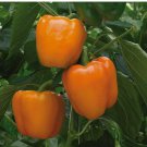 50 Orange Sweet Bell Pepper, NON-GMO, Heirloom