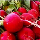 200 Crimson Giant Radish Seeds | NON-GMO | Heirloom | Fresh Garden Seeds