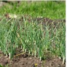 800 Chives Seeds, Garlic Chives, Non-GMO, High Yield, Easy to Grow