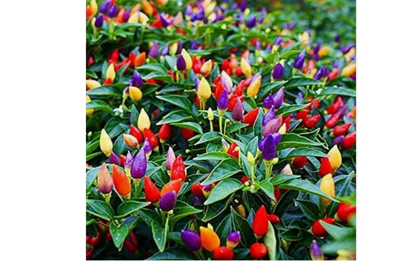 20 FIRE CRACKER PEPPER SEEDS  NON-GMO