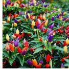 20 FIRE CRACKER PEPPER SEEDS  NON-GMO