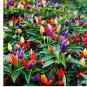 20 FIRE CRACKER PEPPER SEEDS  NON-GMO